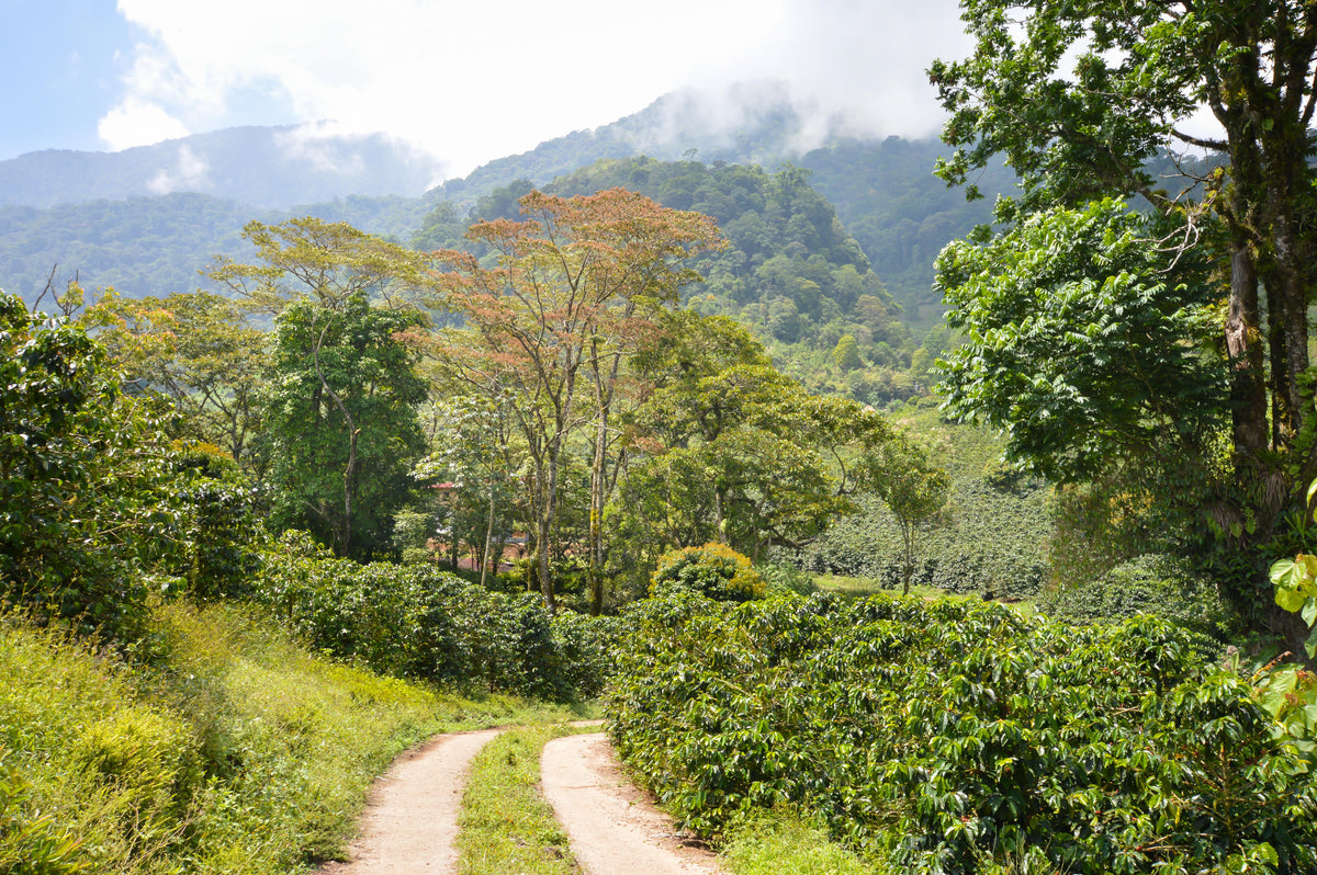 Where exceptional coffee begins
